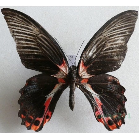 Papilio rumanzovia Eschscholtz, 1821 Philippines 93mm54